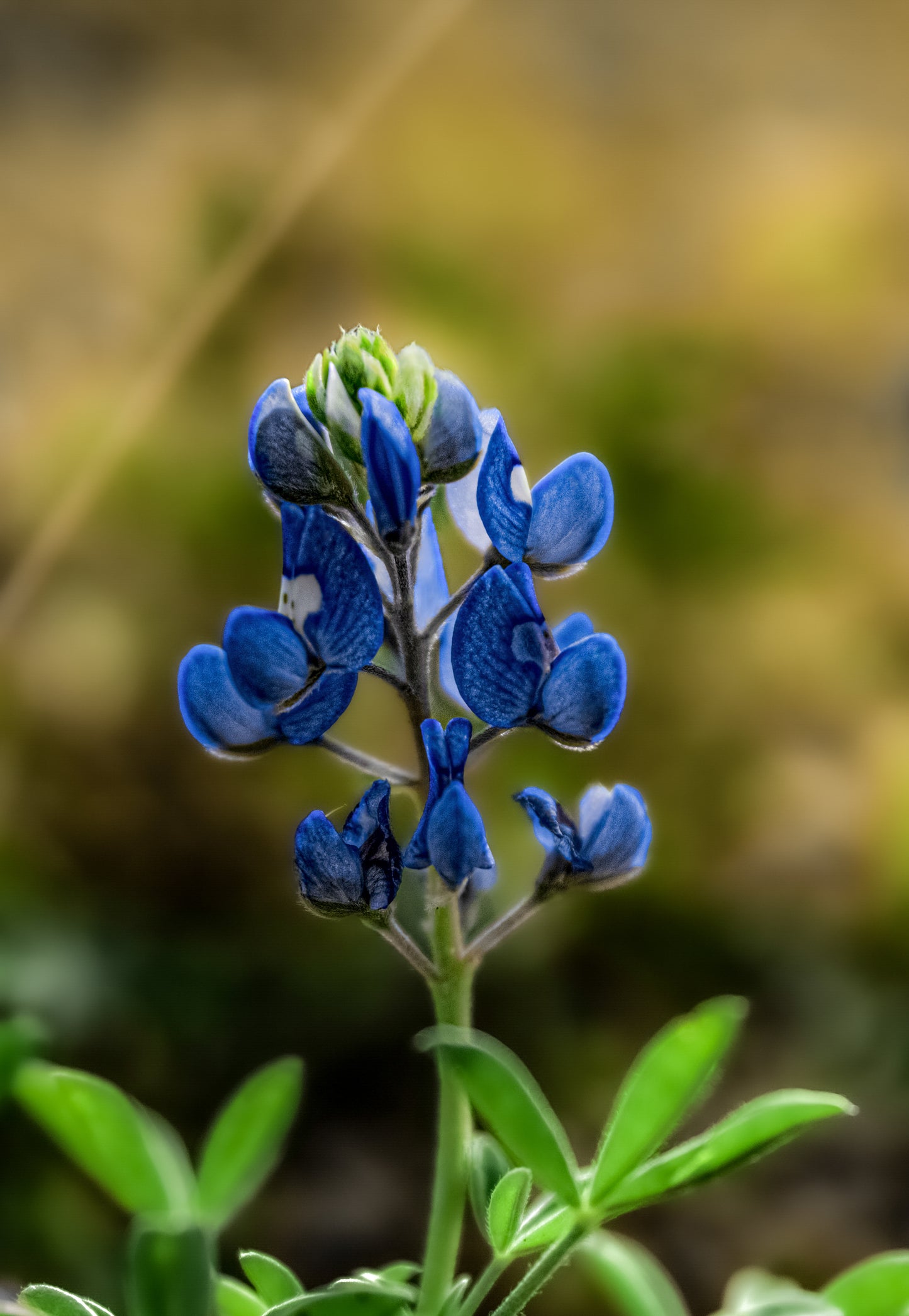 Bluebonnet Haze 20x30