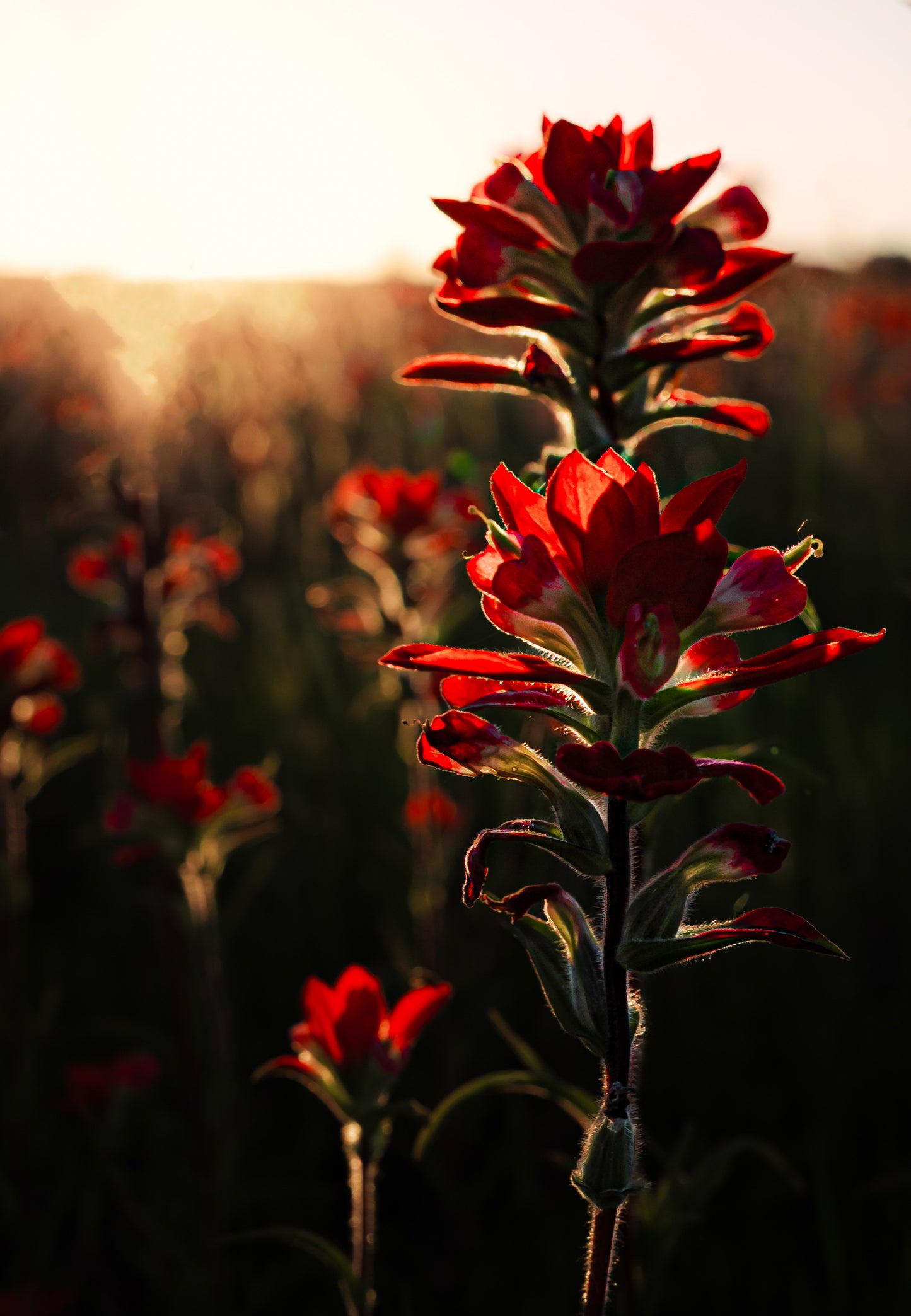 Crimson Meadow 20x30