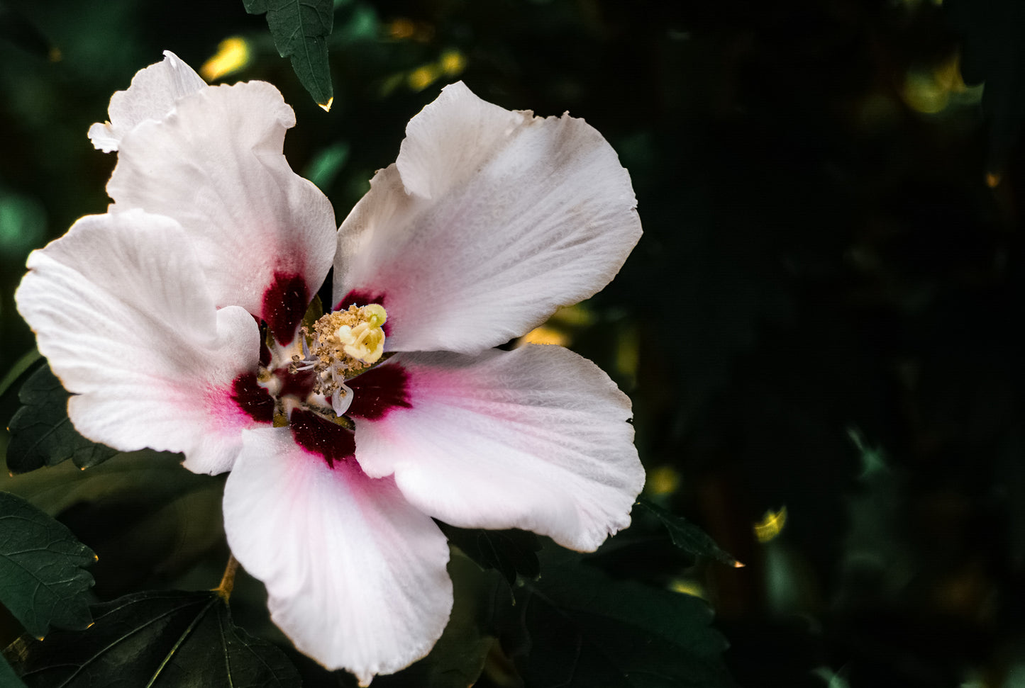 Evening Bloom 30x20