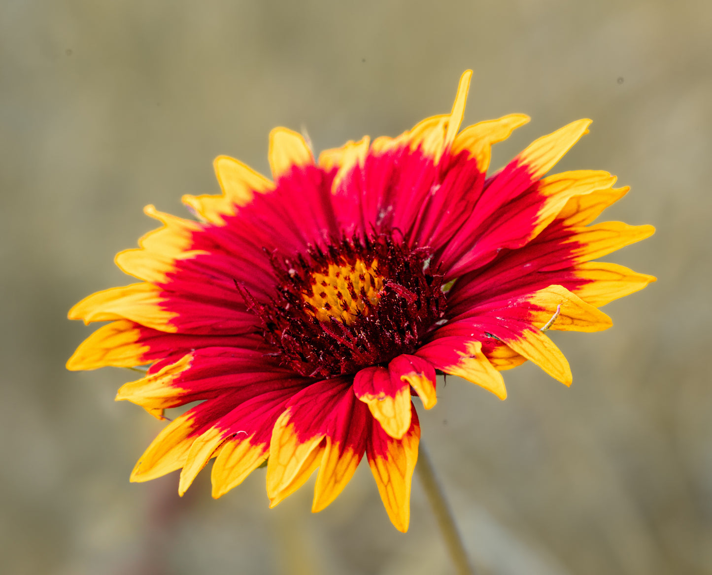 Ember of Gaillardia 30x20