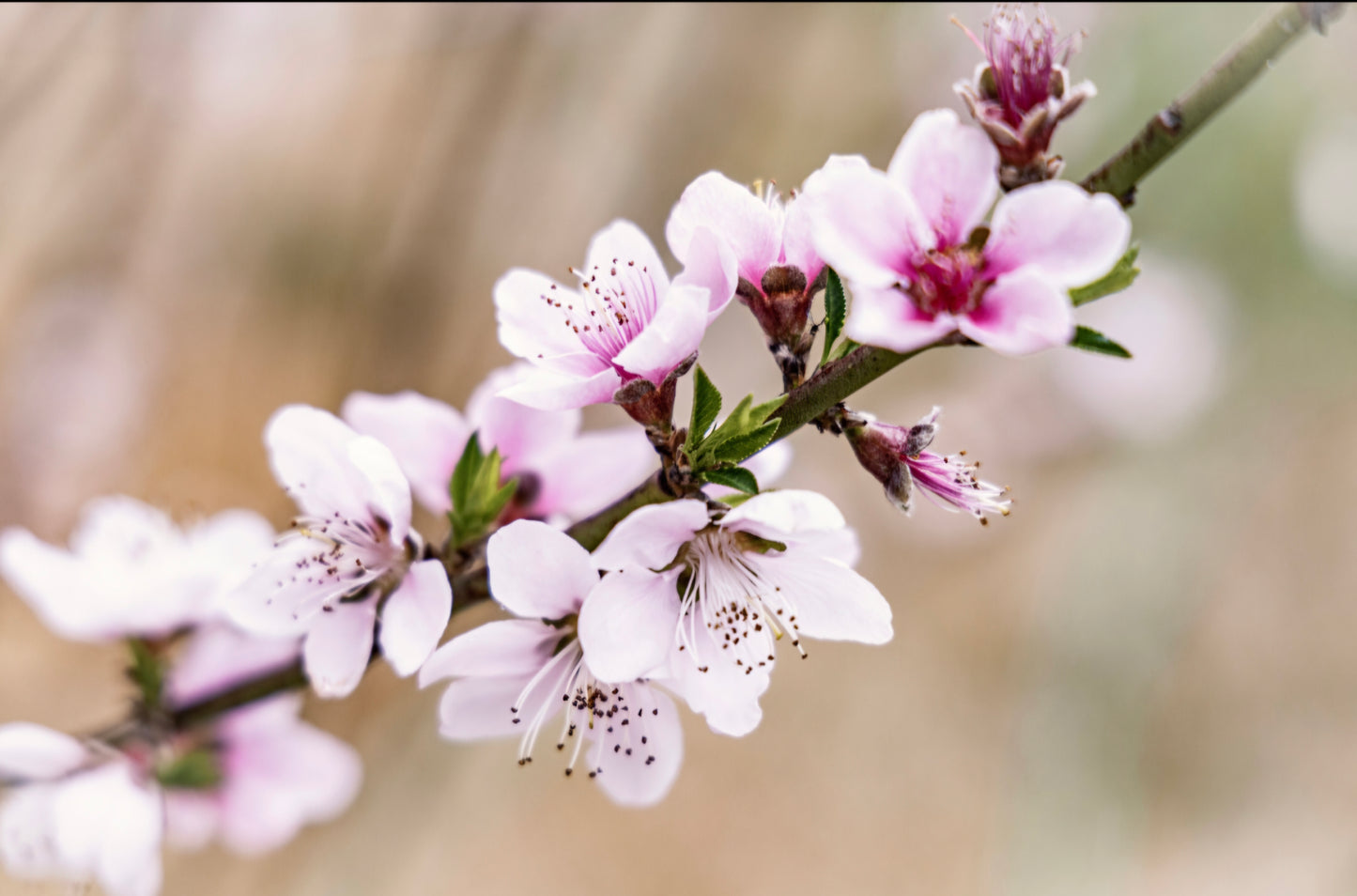 Blossoms 30x20