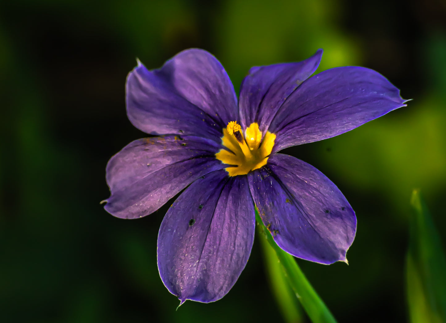 Violet Radiance 30x20