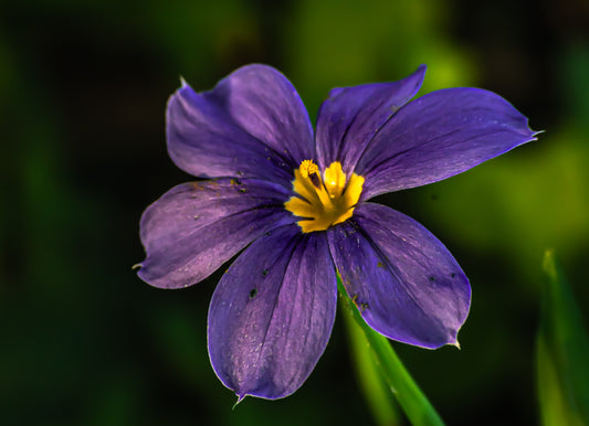 Violet Radiance 30x20