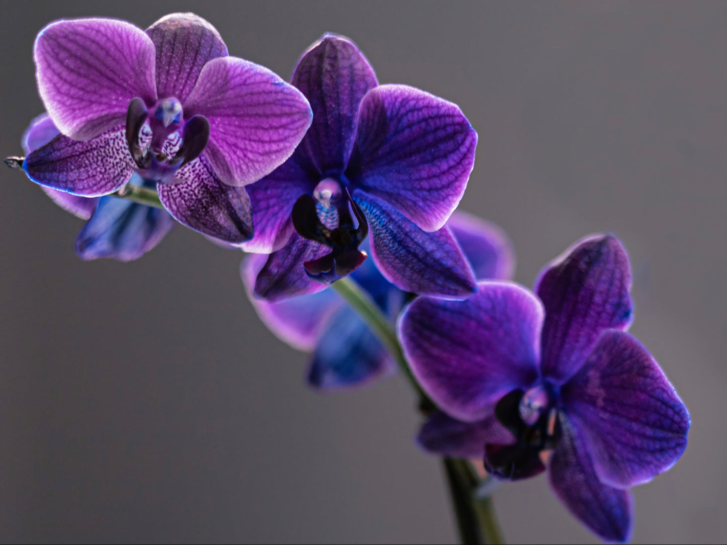 Cosmic Orchid 30x20