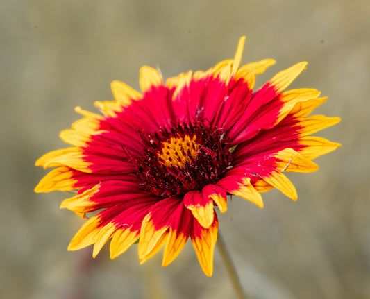 Ember of Gaillardia 30x20