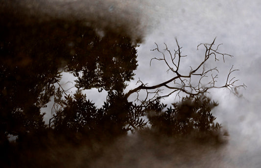 After The Rain 30x20