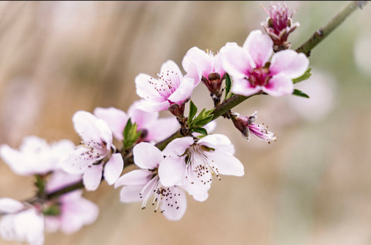 Blossoms 30x20