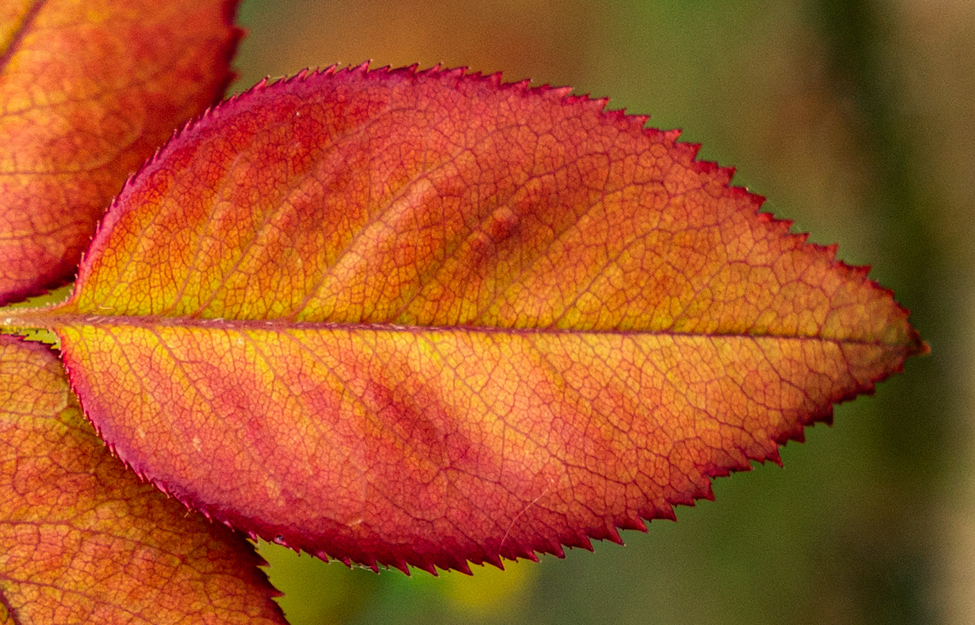 Autumn Vibrance 30x20