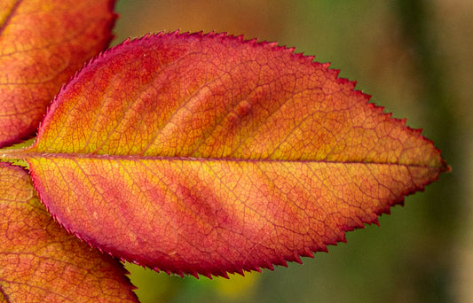 Autumn Vibrance 30x20